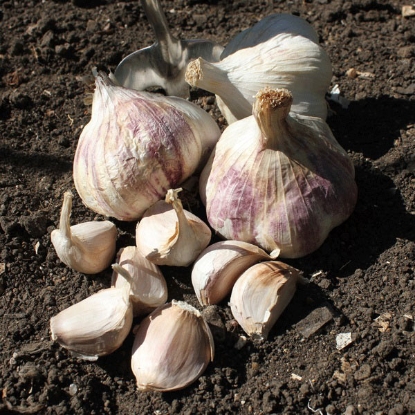 Picture of Garlic Rhapsody Wight (Softneck) 2 Bulb Pack - OCTOBER DELIVERY