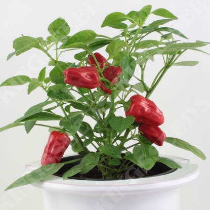 Picture of Chilli Pepper Hot Pot