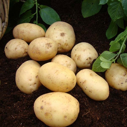 Picture of Potatoes Nadine 2.5kg - Second Early. DELIVERY FROM JAN-MARCH 2025