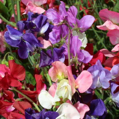 Picture of Sweet Pea Incense Mixed Seeds