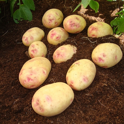 Picture of Potatoes Picasso 2.5kg - Early Main. DELIVERY FROM JAN-MARCH 2025