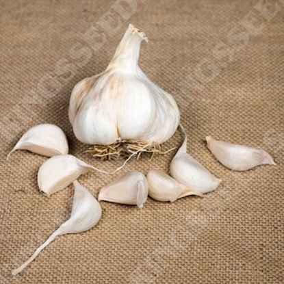 Picture of Garlic Provence Wight (Softneck) 2 Bulb Pack