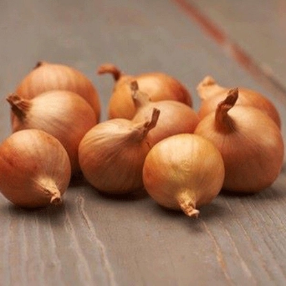 Picture of Shallot Sets Yellow Moon - 500g net - NOVEMBER DELIVERY