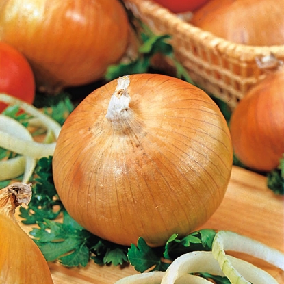 Picture of Onion Sets Senshyu Yellow - 50 Sets - SEPTEMBER DELIVERY