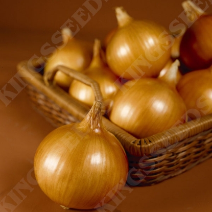 Picture of Onion Tough Ball F1