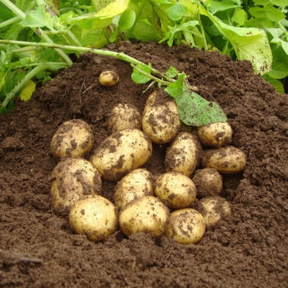 Picture of Potatoes Premiere 2.5kg - Second Early. DELIVERY FROM JAN-MARCH 2025