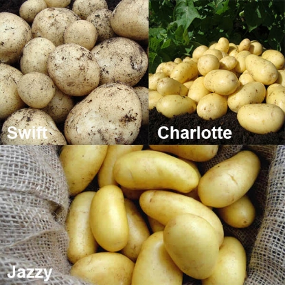 Picture of Patio Seed Potato Collection - 2.5kg each Swift, Charlotte & Jazzy.