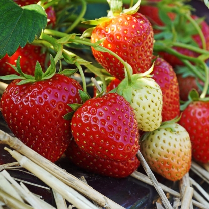 Picture of Strawberry Allegro  - 12 Plants - DELIVERY MARCH 2025