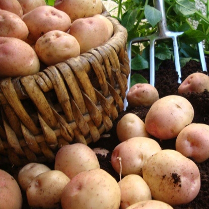 Picture of Potatoes Kerrs Pink 2.5kg - Late Main. DELIVERY FROM JAN-MARCH 2025