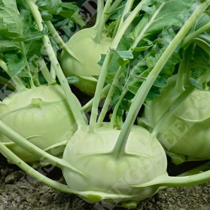 Picture of Kohl Rabi Green Delicacy