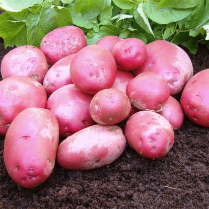 Picture of Potatoes Red Duke of York 2.5kg - First Early. DELIVERY FROM JAN-MARCH 2025