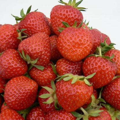 Picture of Strawberry Renaissance - 12 plants - DELIVERY NOVEMBER 2024