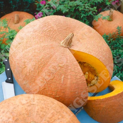 Picture of Pumpkin Hundredweight (Cucubita maxima)