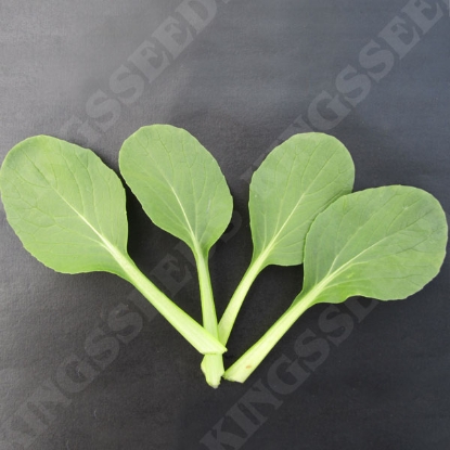 Picture of Pak Choi Shanghai Green Stem