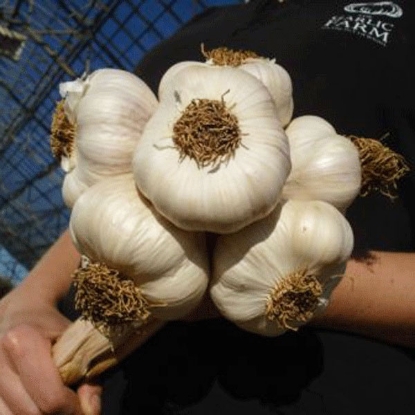 Picture of Garlic Solent Wight (Softneck) 2 Bulb Pack - OCTOBER DELIVERY