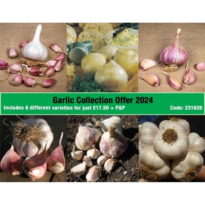 Picture of Garlic Offer - Mixture of Garlic Varieties